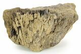 Hadrosaur (Edmontosaurus) Appendage Bone Section - Wyoming #378398-1
